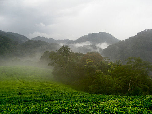 rwanda rainforest