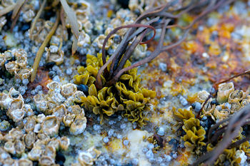 beautiful seaweed