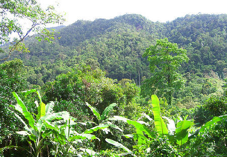 thai rainforest, koh chang