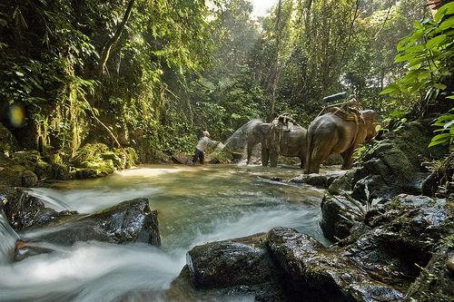 thai rainforest, khao sok national park