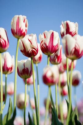 tulips white red