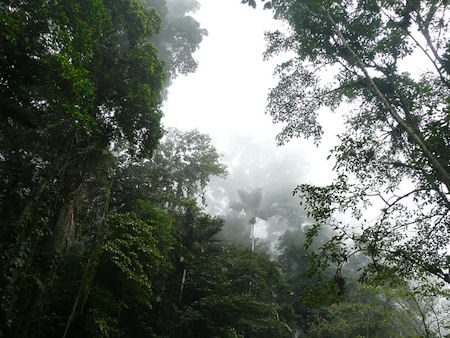 venezuela rainforest, aragua, henri pittier national park
